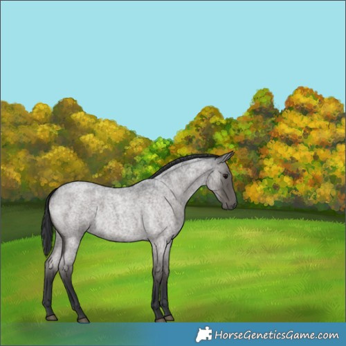 Horse Color:Blue Roan 