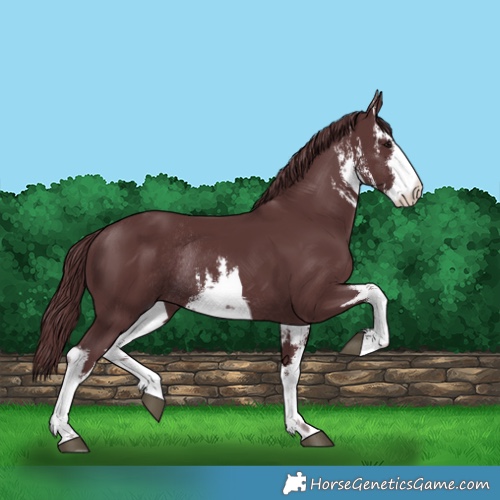Horse Color:White Spotted Chocolate Smoky Black Rabicano 