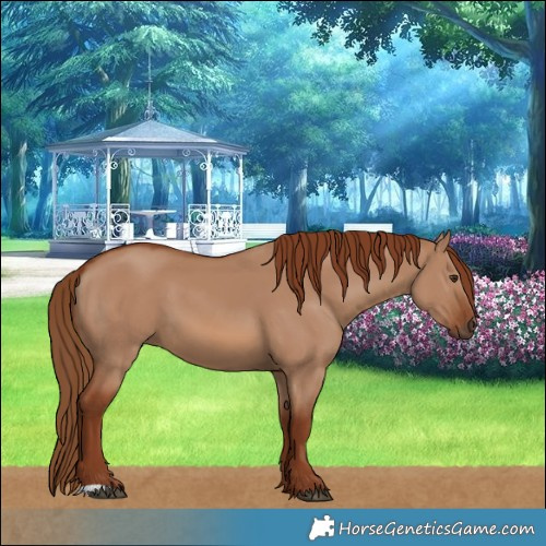Horse Color:Red Dun 