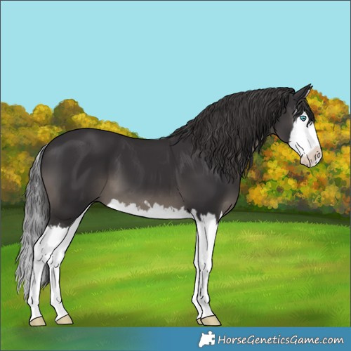 Horse Color:Smoky Black Splash 