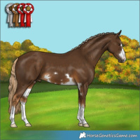 Horse Color:Chocolate Palomino 