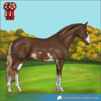 Horse Color:Chocolate Palomino 