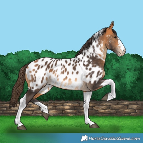 Horse Color:Buckskin Tobiano Near Leopard Rabicano 