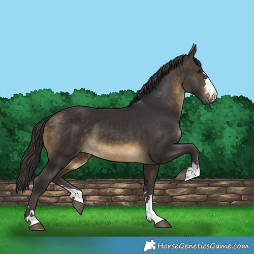 Horse Color:Buckskin 