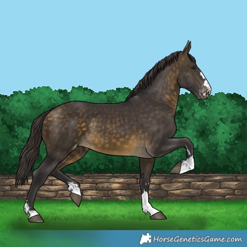 Horse Color:Buckskin Varnish 