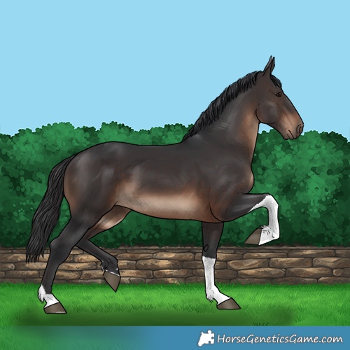 Horse Color:Brown Tobiano 