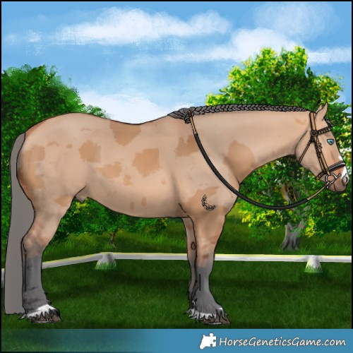 Horse Color:Bay Dun Merle 