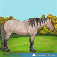Horse Color:Bay Roan Dun Merle 