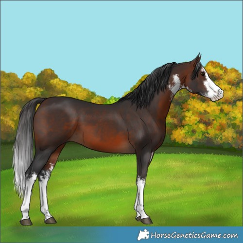 Horse Color:White Spotted Brown 