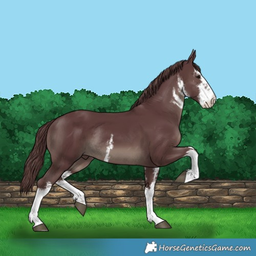 Horse Color:White Spotted Chocolate Black Rabicano 