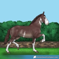 Horse Color:White Spotted Chocolate Black Rabicano 