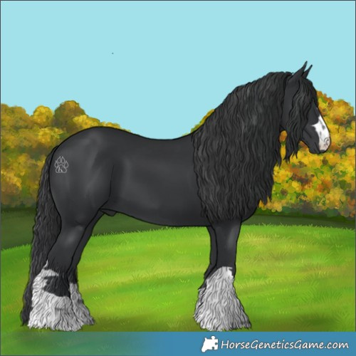 Horse Color:Black 