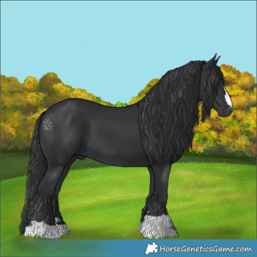 Horse Color:Black 