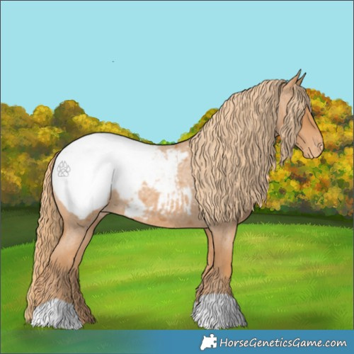 Horse Color:Red Roan Appaloosa 