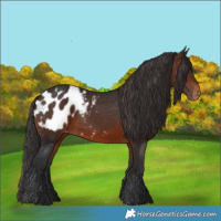 Horse Color:Brown Appaloosa 