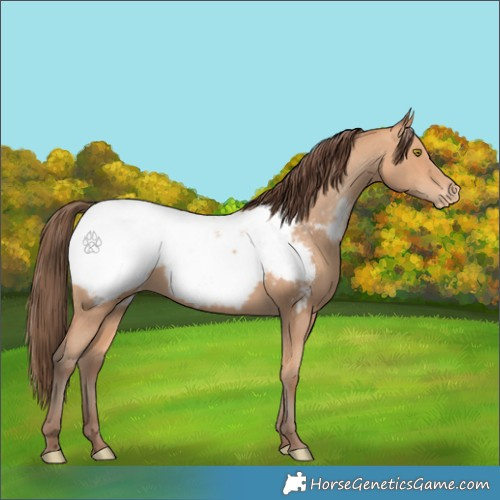 Horse Color:Amber Champagne Appaloosa 