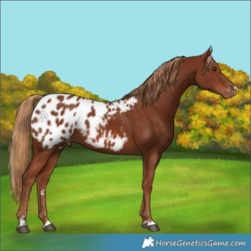 Horse Color:Chestnut Blanket 