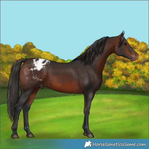 Horse Color:Bay Appaloosa