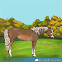 Horse Color:Chocolate Palomino 