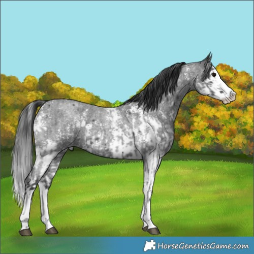 Horse Color:Blue Roan Sabino Splash  and Blue Roan Sabino Splash 