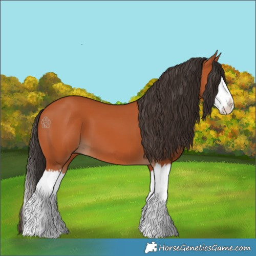 Horse Color:Bay Splash