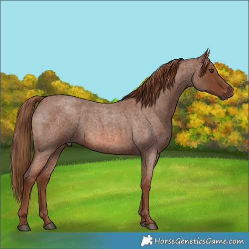 Horse Color:Red Roan 