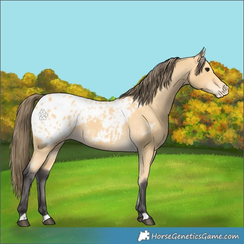 Horse Color:Buckskin Appaloosa 