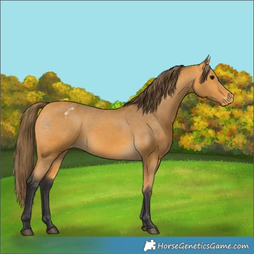 Horse Color:Buckskin Appaloosa