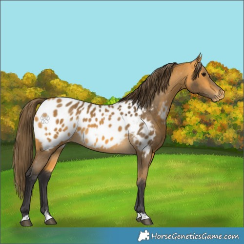 Horse Color:Buckskin Appaloosa