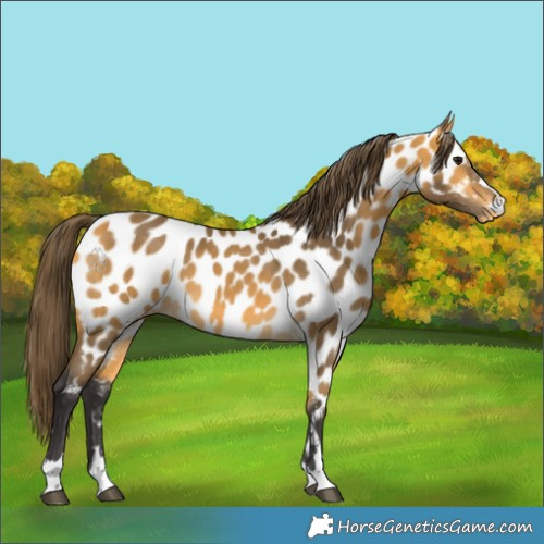 Horse Color:Buckskin Appaloosa 