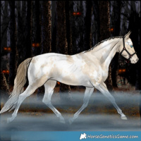 Horse Color:White Spotted Bay Snowdrop Pearl Dun Tobiano Appaloosa Rabicano