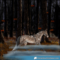 Horse Color:White Spotted Brown Dun Snowflake Varnish Rabicano