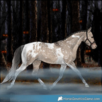 Horse Color:Bay Dun Tobiano Blanket Rabicano 
