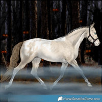 Horse Color:Bay Snowdrop Pearl Dun Tobiano Appaloosa Rabicano 