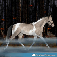 Horse Color:Bay Dun Tobiano Rabicano 