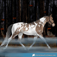 Horse Color:White Spotted Bay Dun Tobiano Appaloosa Rabicano 