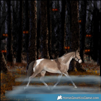 Horse Color:Liver Red Dun Tobiano Rabicano