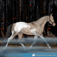 Horse Color:Bay Dun Tobiano Appaloosa Rabicano
