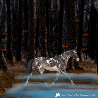 Horse Color:White Spotted Bay Tobiano Snowflake Varnish Rabicano 