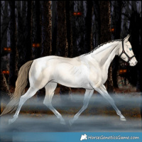 Horse Color:Bay Snowdrop Pearl Dun Tobiano Appaloosa Rabicano 