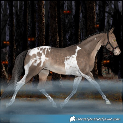 Horse Color:Bay Dun Tobiano Appaloosa Rabicano 