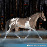 Horse Color:Bay Dun Tobiano Blanket Rabicano