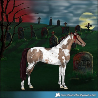 Horse Color:White Spotted Brown Dun Tobiano Varnish Rabicano 
