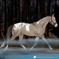 Horse Color:Brown Dun Splash Tobiano Blanket Rabicano 