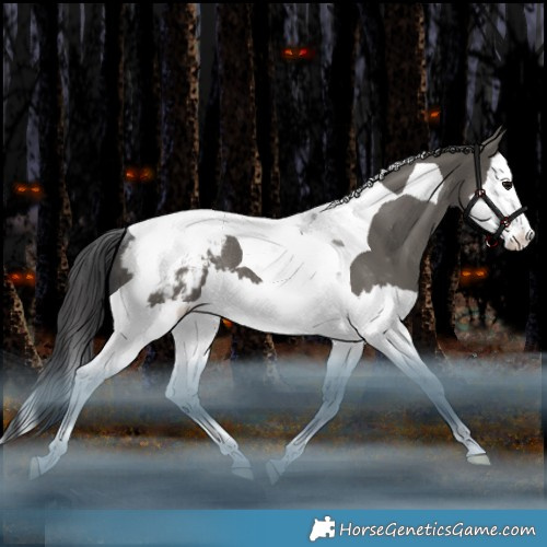 Horse Color:Grullo Splash Tobiano Appaloosa Rabicano 