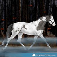 Horse Color:Grullo Splash Tobiano Appaloosa Rabicano 