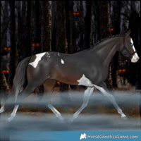 Horse Color:Brown Splash Tobiano Varnish Rabicano