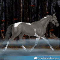 Horse Color:Grullo Tobiano Appaloosa Rabicano 