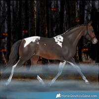 Horse Color:Brown Tobiano Varnish Rabicano 