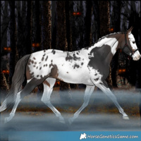 Horse Color:Brown Splash Tobiano Blanket Rabicano 